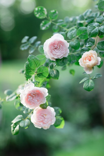 Троянда англійська ’Королева Швеції’ (біло-персикова)|English rose ’Queen of Sweden’|Роза английская ’Королева Швеции’ (бело-персиковая)